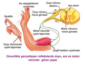omurilik felci neden olur